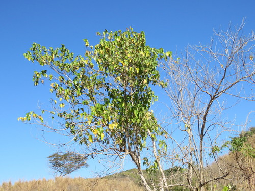 Gmelina arborea