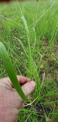 Panicum decompositum