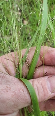 Panicum decompositum