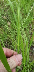 Panicum decompositum