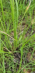 Panicum decompositum