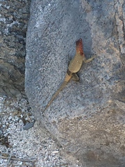 Microlophus delanonis