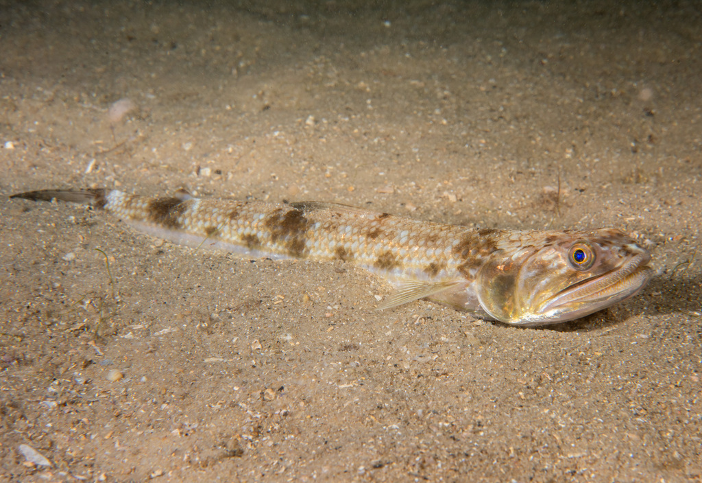 Brushtooth lizardfish (Saurida undosquamis) — Synodontidae
