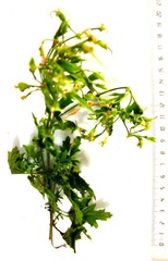 Pelargonium ribifolium