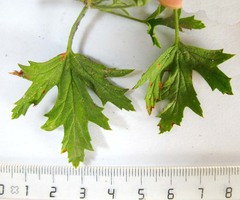 Pelargonium ribifolium