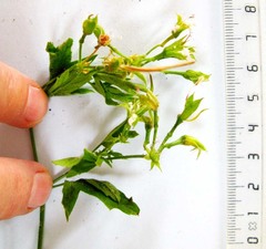 Pelargonium ribifolium