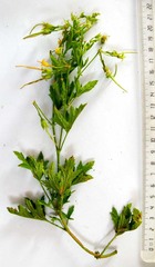 Pelargonium ribifolium