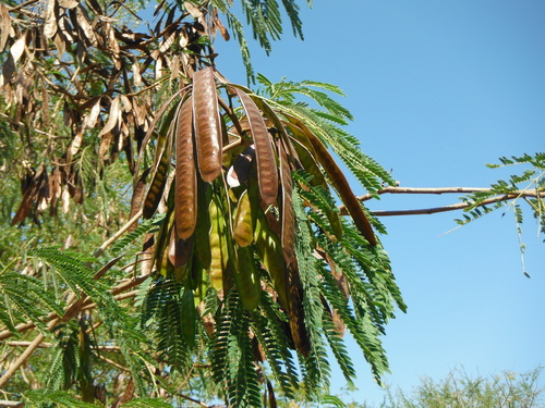 Leucaena leucocephala