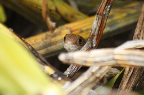 Short-snouted Whip Snake