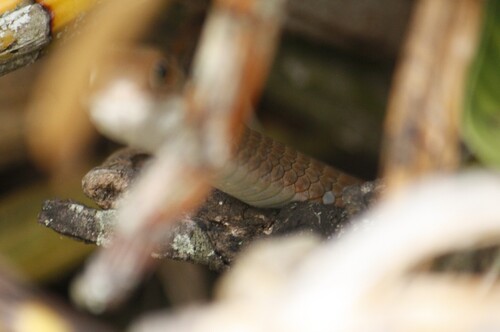 Short-snouted Whip Snake