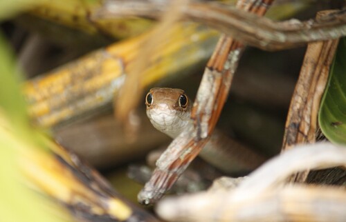Short-snouted Whip Snake