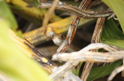 Short-snouted Whip Snake