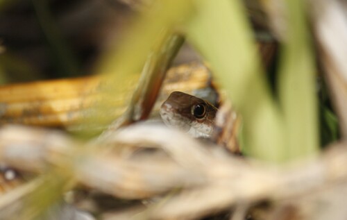 Short-snouted Whip Snake