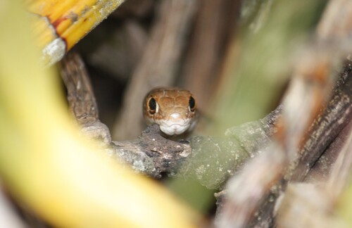 Short-snouted Whip Snake