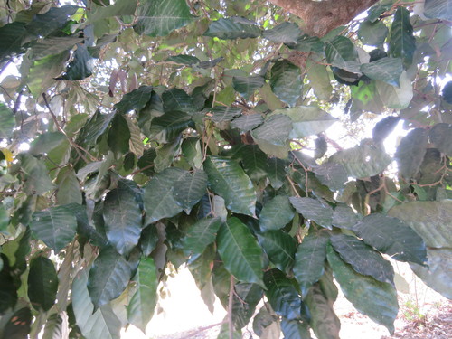 Image of Couepia polyandra by (c) Alexis López Hernández, some rights reserved (CC BY)