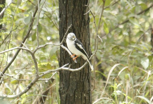 White-crested Helmetshrike (Prionops plumatus), photo 1