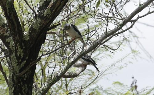 White-crested Helmetshrike (Prionops plumatus), photo 2