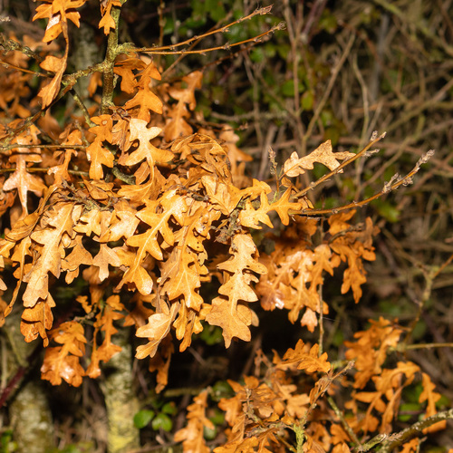 Turkey Oak (Quercus cerris)