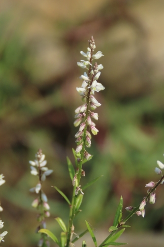Senega paniculata