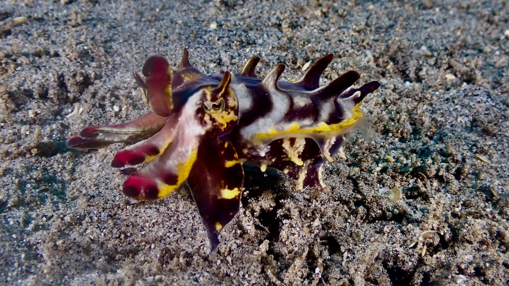 Flamboyant Cuttlefish