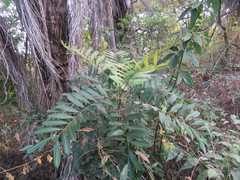 Paradise Tree