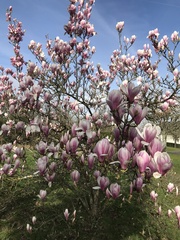 Magnolia