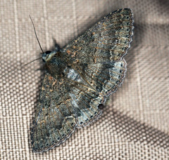 Eudesmeola lawsoni