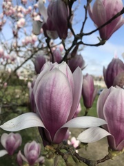 Magnolia
