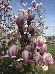 Magnolia