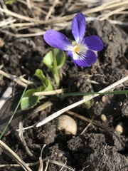 Viola ambigua