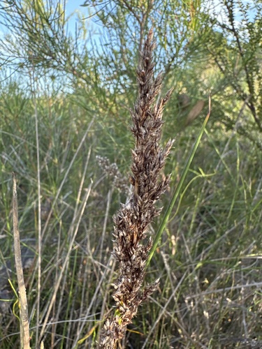 Machaerina teretifolia observed 2026-03-26