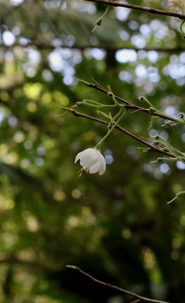 Kwangtung rehdertree (Rehderodendron kwangtungense)