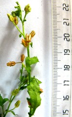 Chaenostoma caeruleum