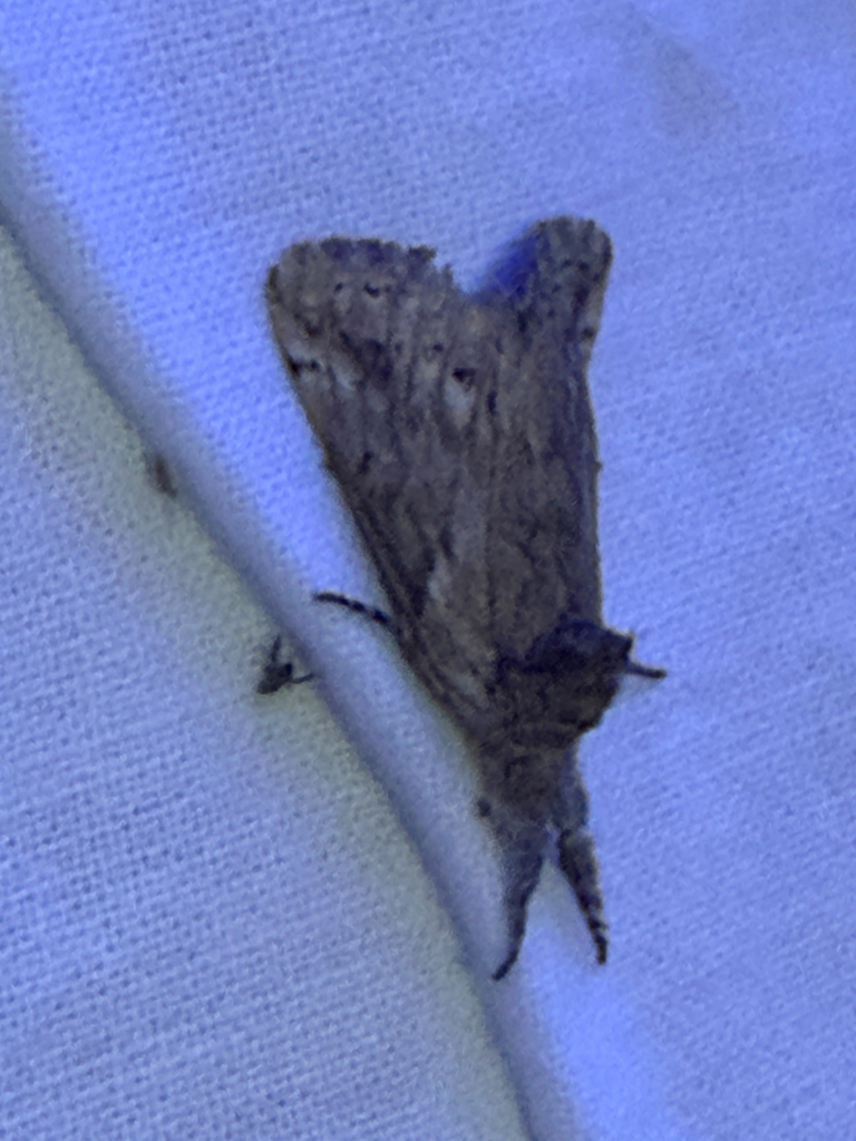 Albarracina warionis