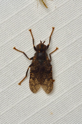 Unknown species found near Burnet County, TX, USA