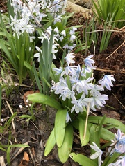 Scilla mischtschenkoana