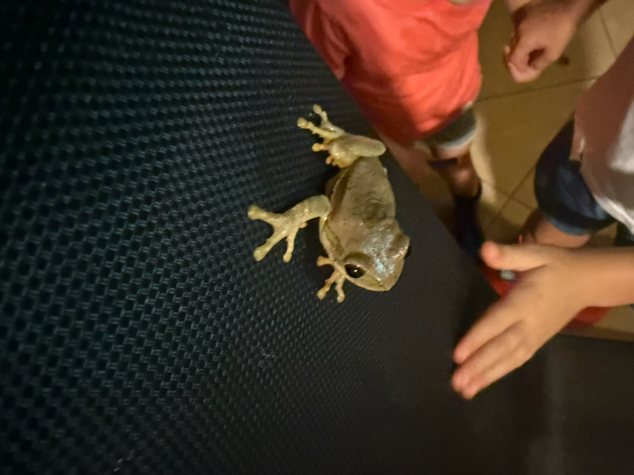 Leptopelis natalensis (Smith, 1849)