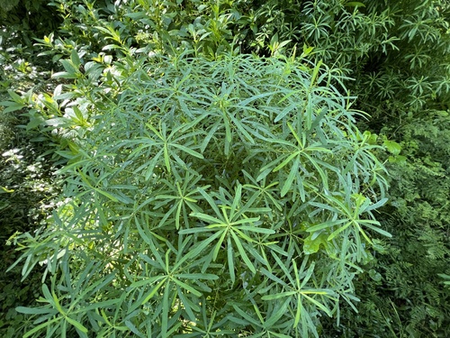 Euphorbia kraussiana