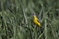 Motacilla flava cinereocapilla