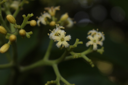 Fetid holly (Mappia nimmoniana)