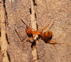 Notoncus spinisquamis