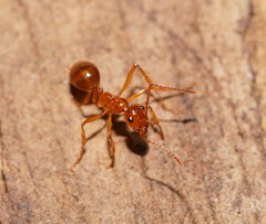 Notoncus spinisquamis