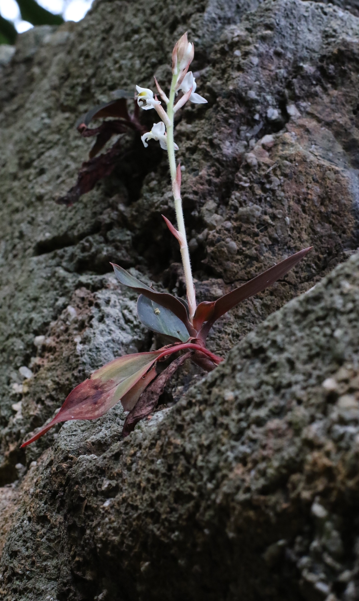 Ludisia (Ludisia discolor)