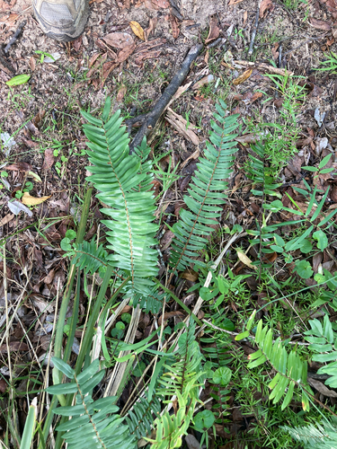 Sickle Fern (Pellaea falcata)
