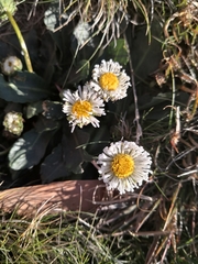 Brachyscome decipiens