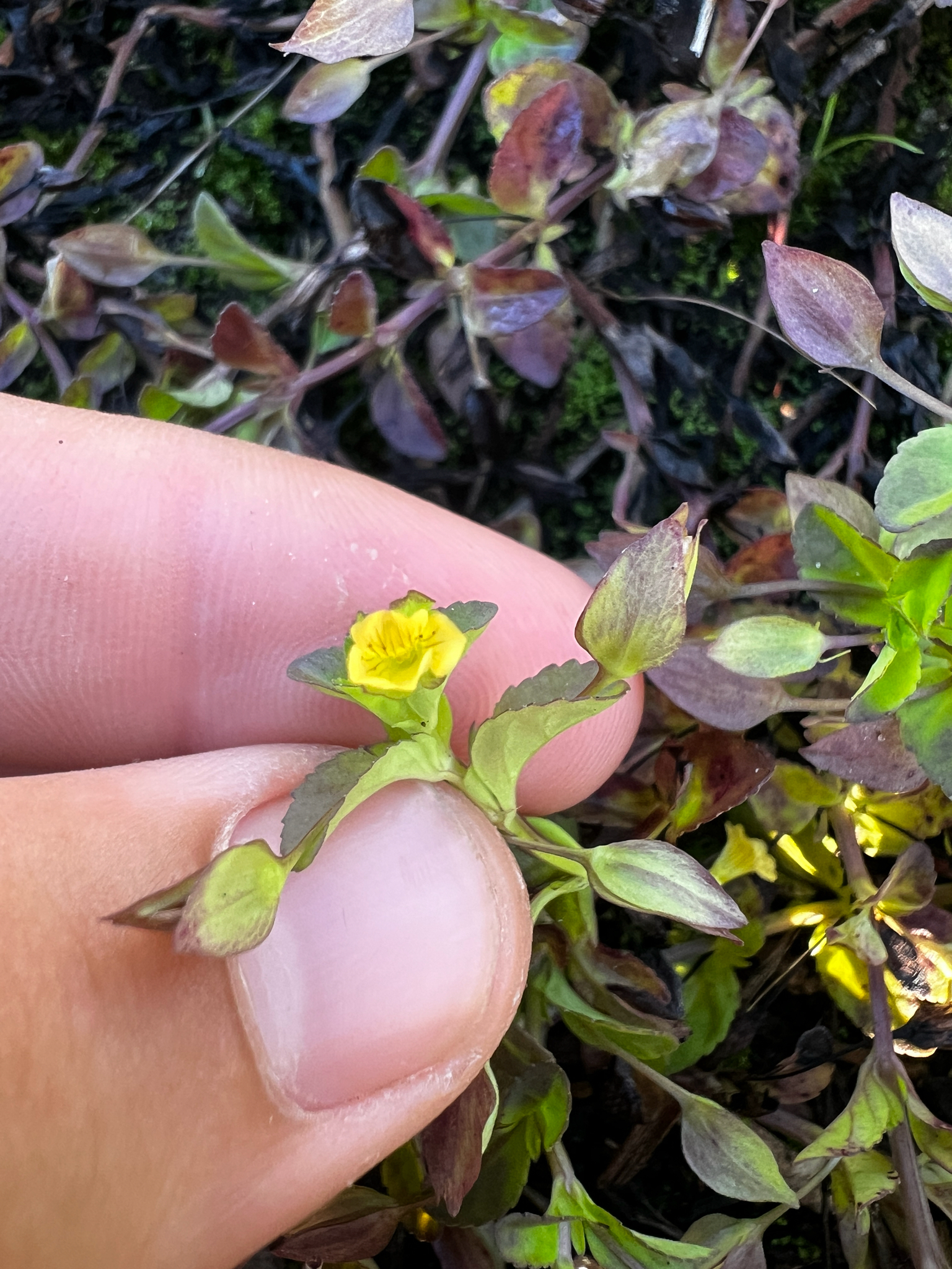 Baby Jump-Up (Mecardonia procumbens)