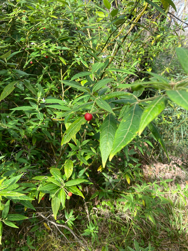 devil's needles (Solanum stelligerum)