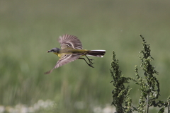 Motacilla flava cinereocapilla