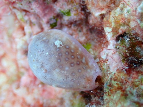 Naria poraria observed 2025-08-28