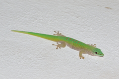 Phelsuma kochi